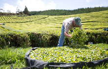 Gorreana Tea plantations